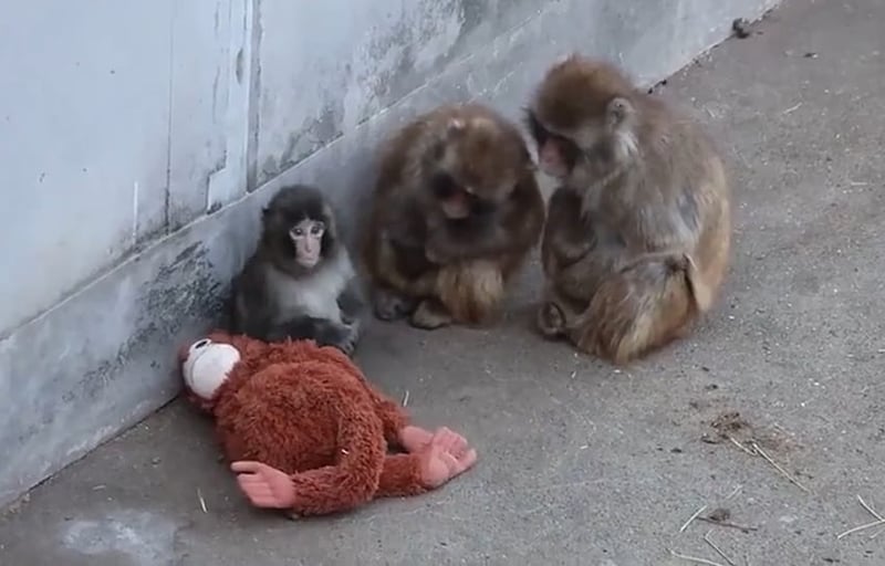 Punch the monkey in Japan draws attention to captive primate welfare