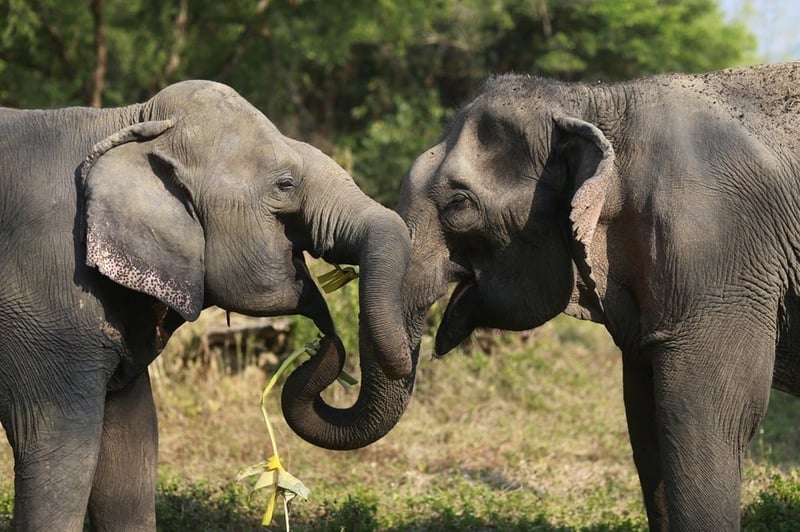 Two elephants interact at Sappraiwan Elephant Sanctuary