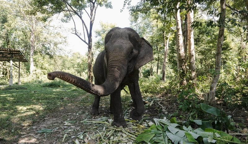 SES Thailand Elephant Sanctuary