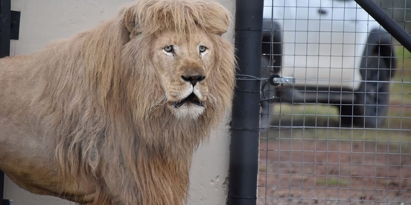 Mannie the lion enjoying life at a sanctuary after being freed from a tiny indoor enclosure at a theme park