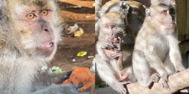 Panjul the monkey is making friends