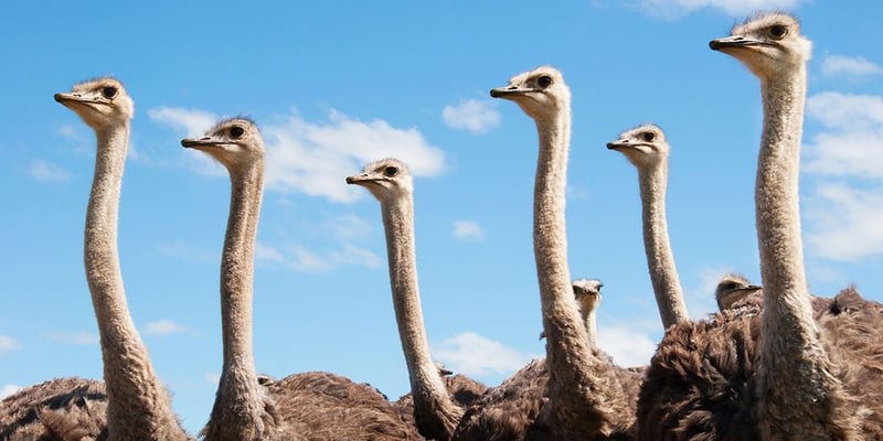 Ostriches