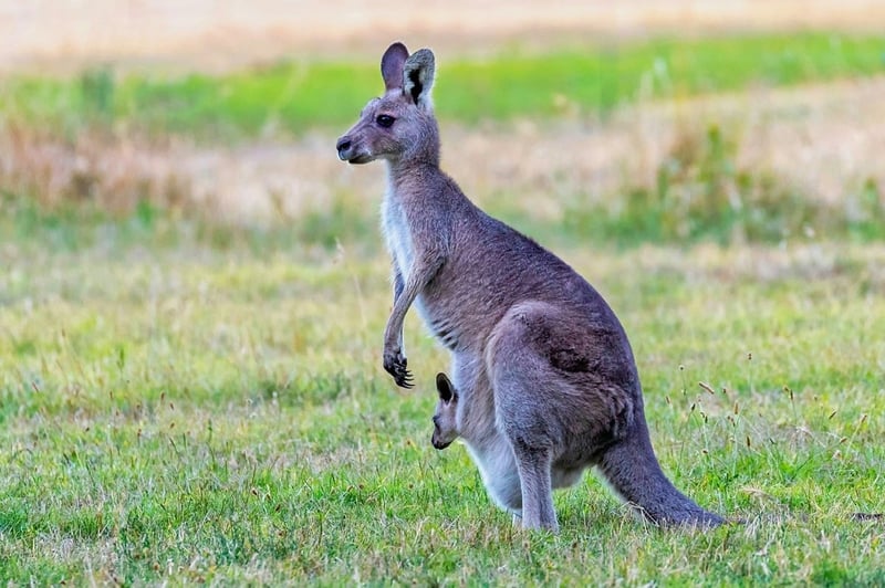 Kangaroo in Australia