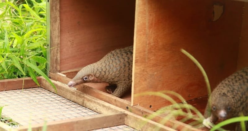 Two pangolins released into the wild