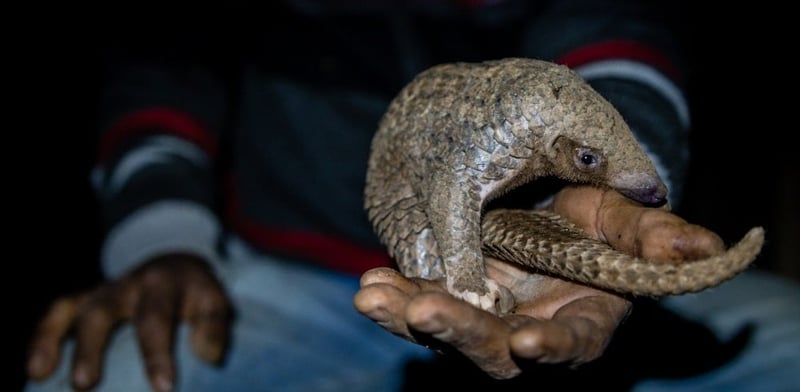 Pangolins trafficked in India