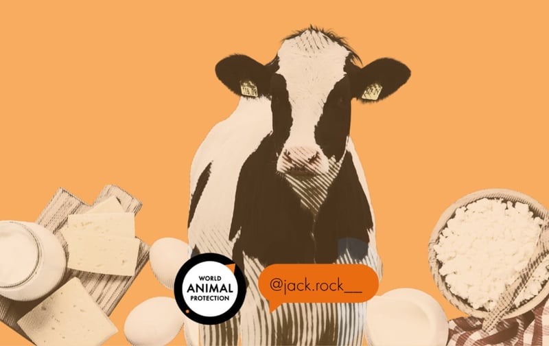 Cow with dairy swap products