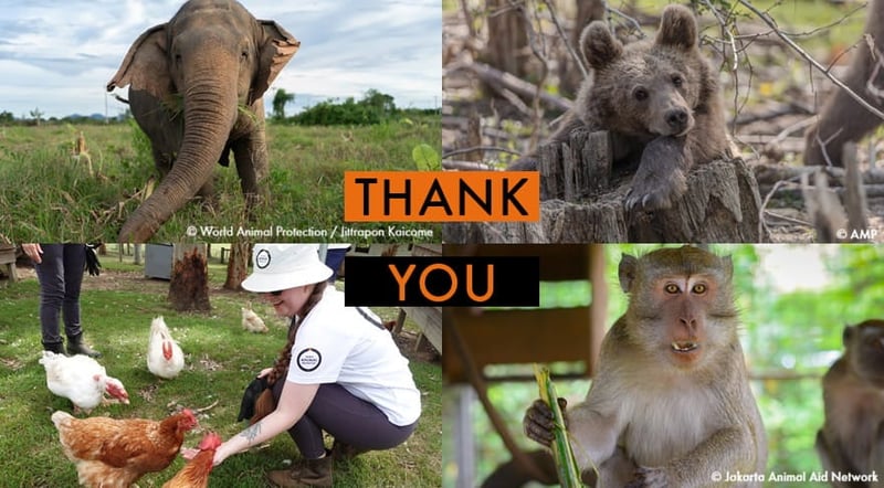 Animals rescued from cruelty and suffering around the world
