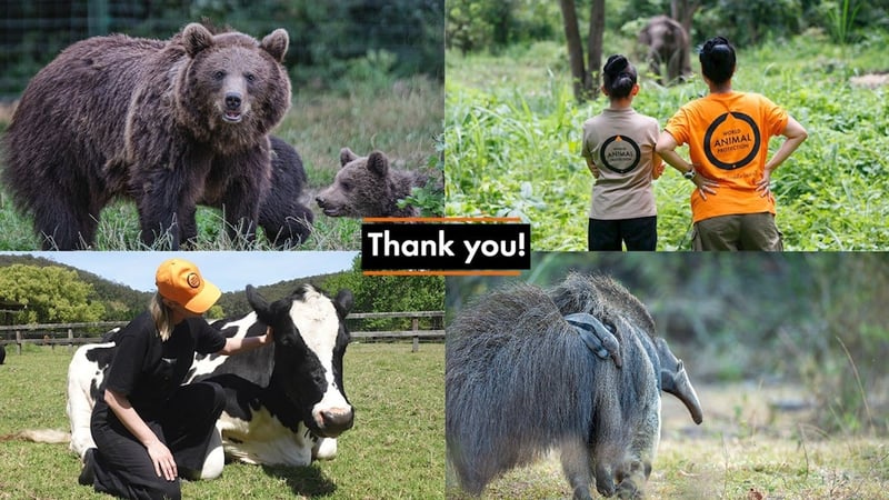 Thank you for protecting animals