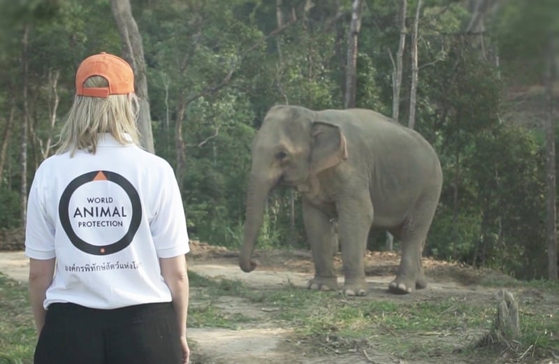 World Animal Protection staff member with elephant