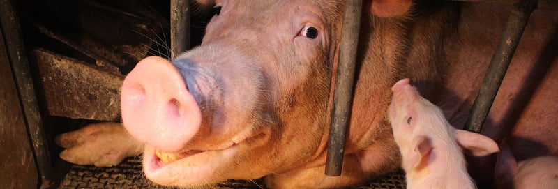 Mother pig and piglet.