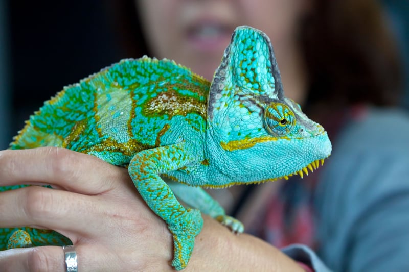 Reptiles as pets? Camouflage, complex behaviour and family life