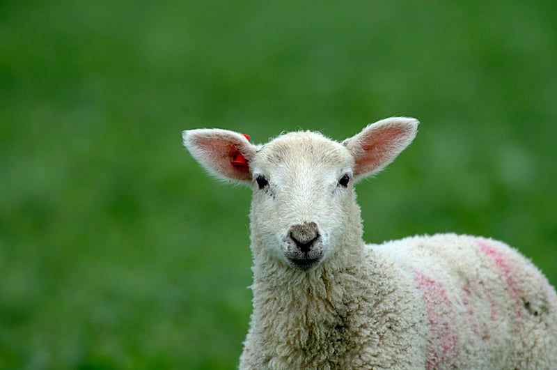 Image credit: World Animal Protection/Colin Seddon