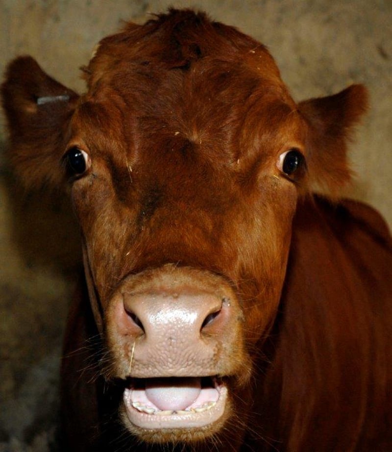 Live exports to United States are a bad idea