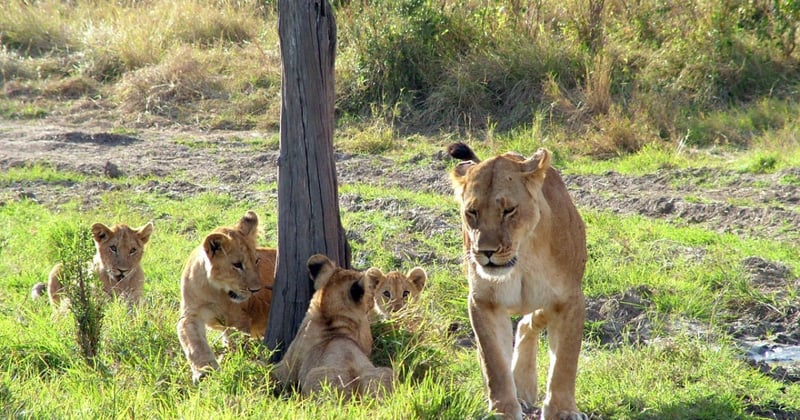 A wild African lion and her cubs at the Mara Masaai Reservation, Kenya.