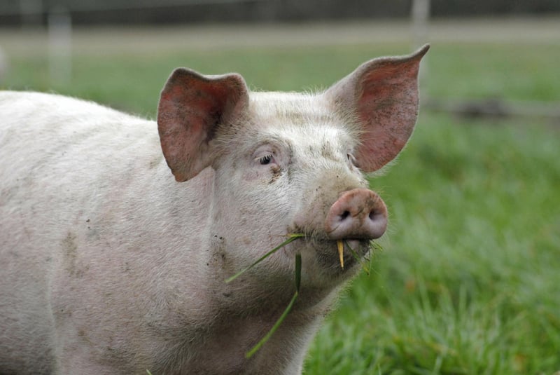 Three reasons why lab-grown meat will be better for the environment