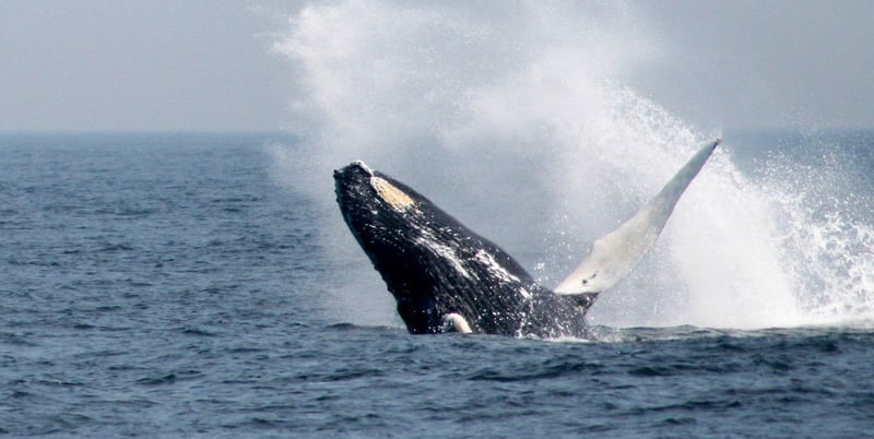 Global action needed to protect marine life from ghost gear