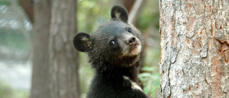 A moonbear on a tree, pictured at the Endangered Species Preservation Centre in South Korea.