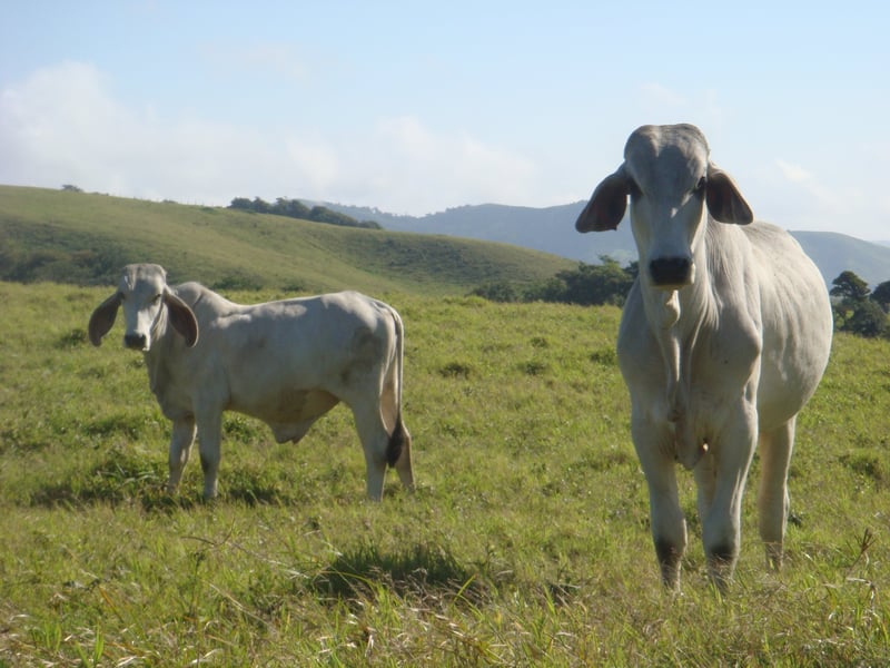 Animals in farming