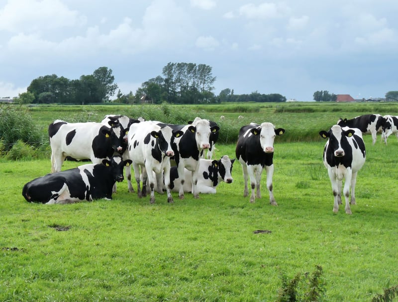 1.41 trillion cow burps and 23.7 billion cowpats damaging the planet daily