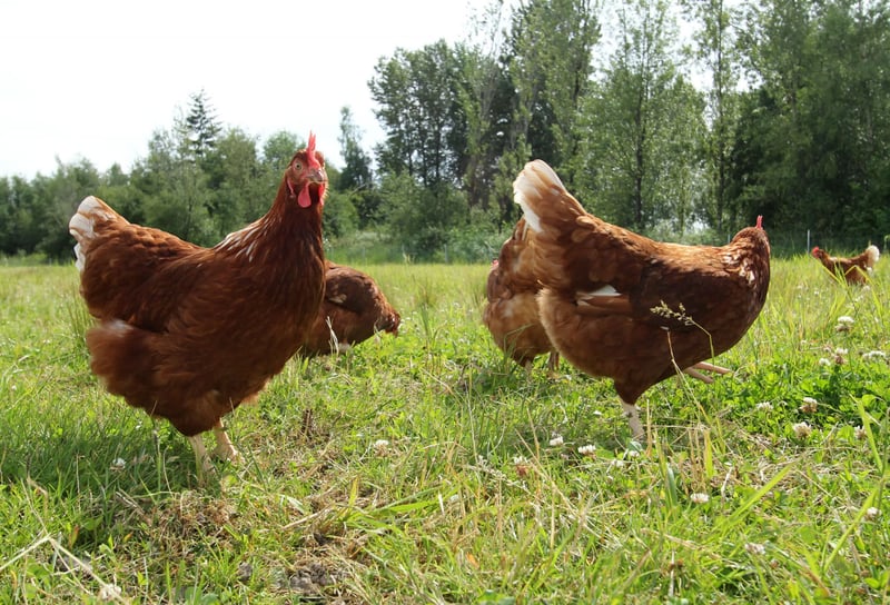 Veggie recipes to help animals in farming