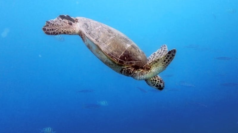 Riding the wave of sea change | World Animal Protection