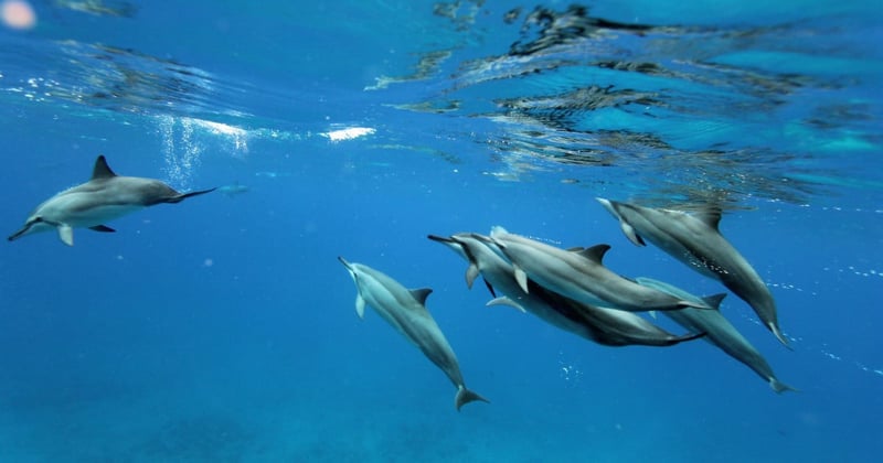 dolphins