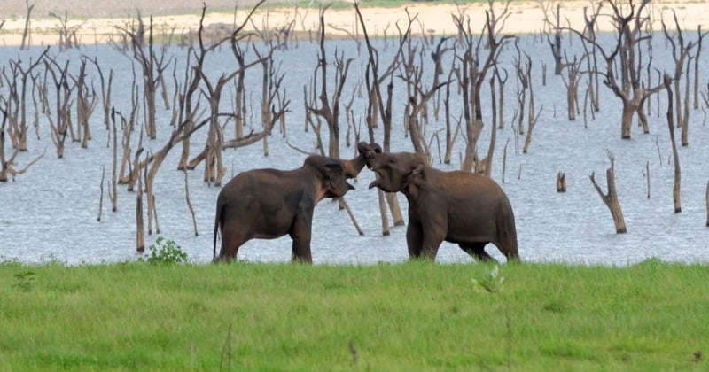 Wild asian elephants in Kaudulla National Park in Sri Lanka