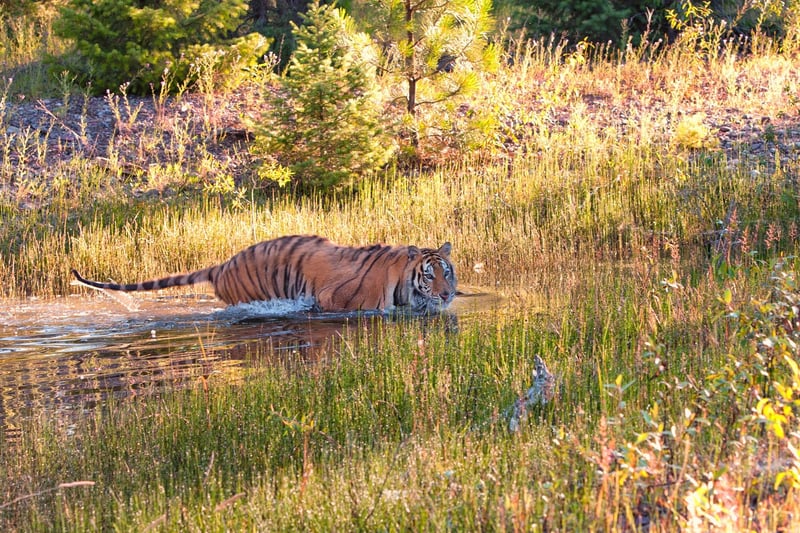 tigers