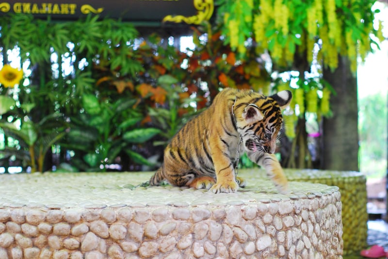 Be a better selfie this International Tiger Day