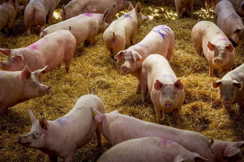Pigs in group housing with deep beds in a higher welfare indoor farm in the UK