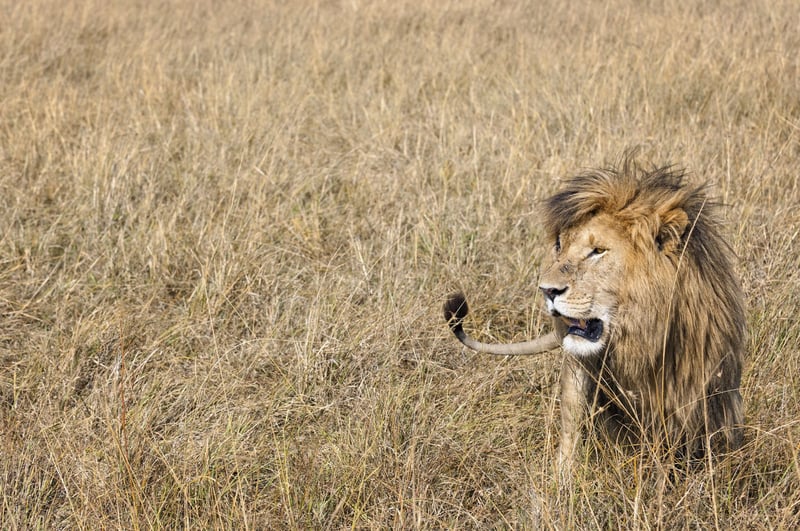 Lion - World Animal Protection