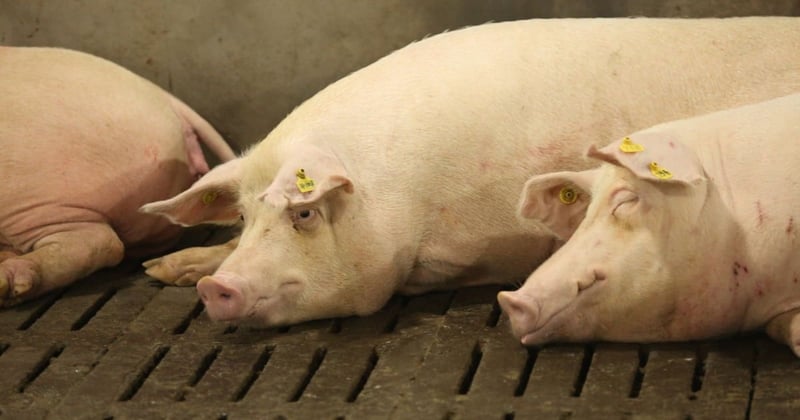 Pigs lying down at Dexing Farm near Shantou city in Guangdong Province