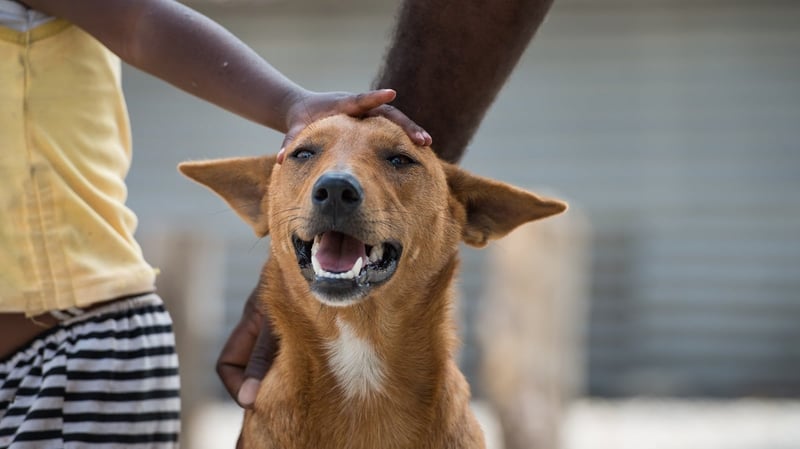 Thank you for helping animals in 2016