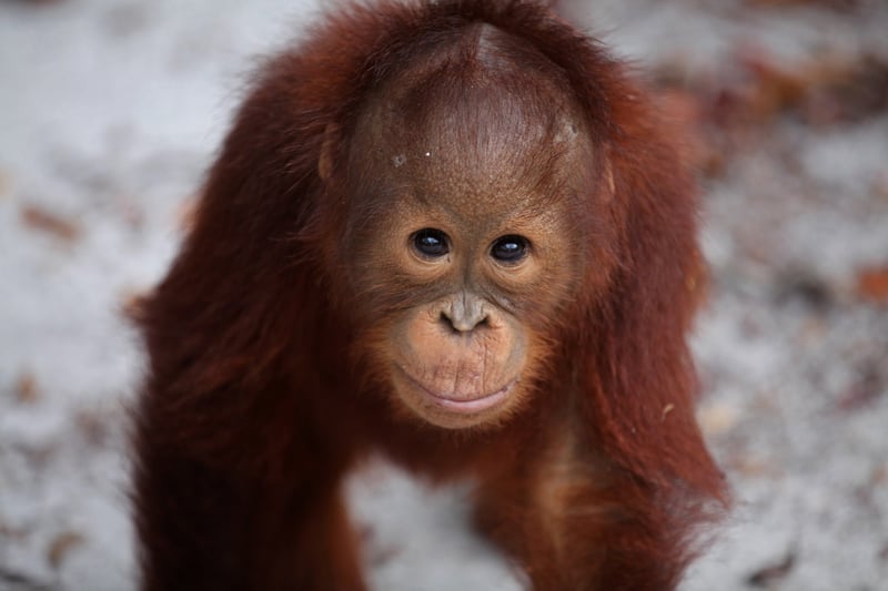 Orangutans are battling for their existence