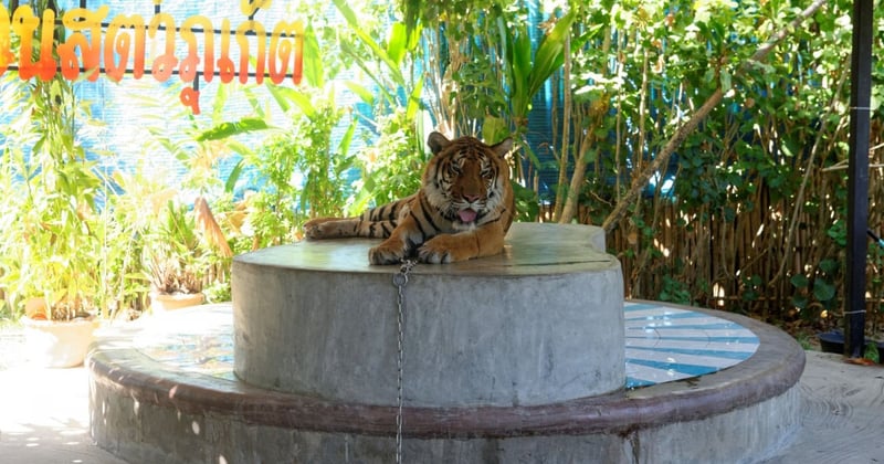Tiger Selfies Exposed