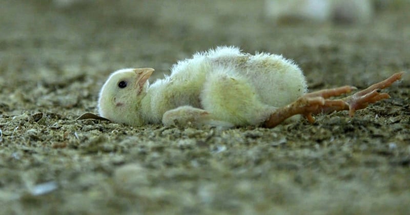 7 day old chicken laying on its back.