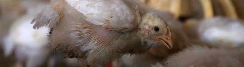 14 day old broiler (meat) chickens in a commercial indoor system