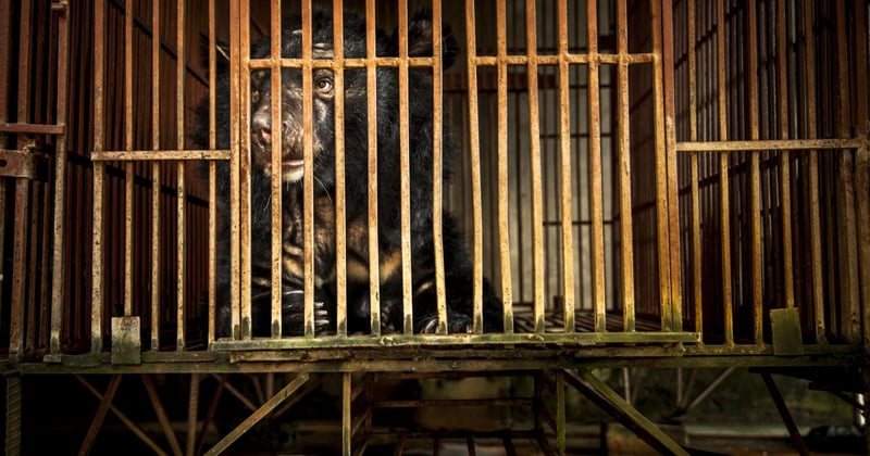 Vietnam’s National Bear Week highlights importance of ending the country’s cruel bear bile industry