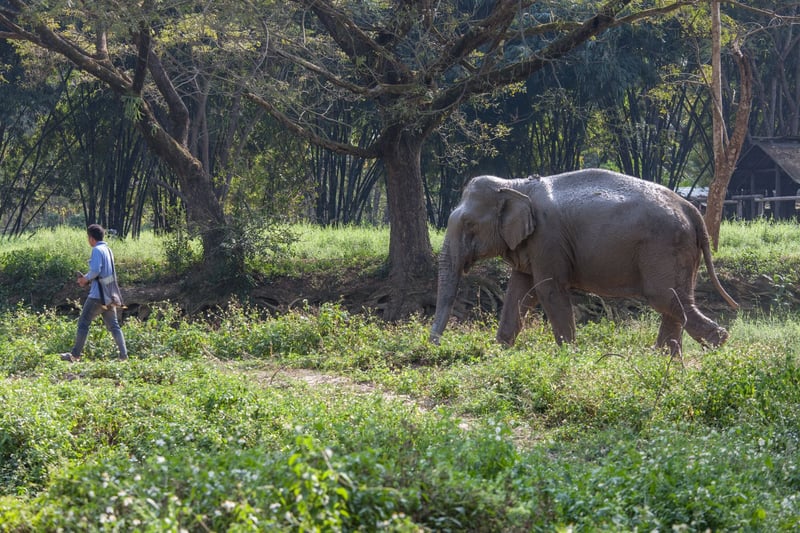 We’re working with local venues to make tourism in Thailand more elephant-friendly