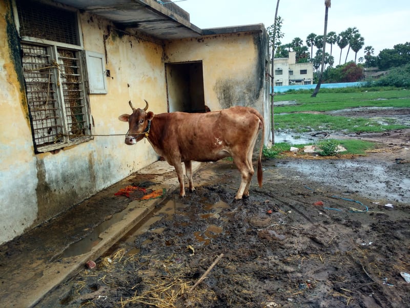 Cows and buffaloes