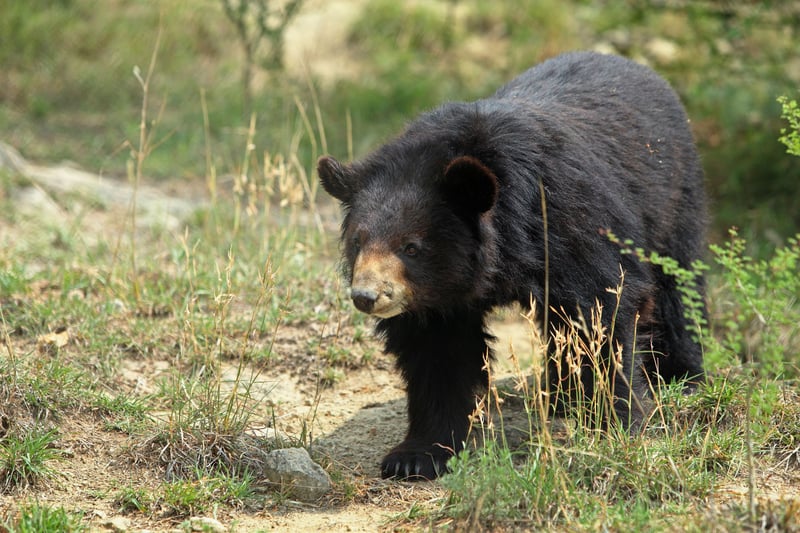 Following her rescue, Maya spent some time in quarantine, and in April 2017 was released into Balkasar sanctuary.