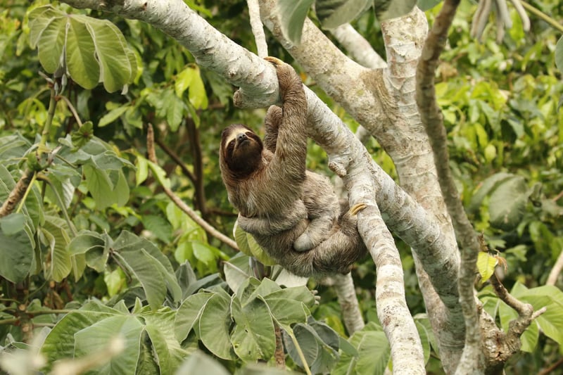 Celebrate sloths by entering our colouring competition