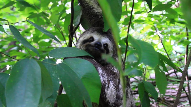 Sloth in a tree