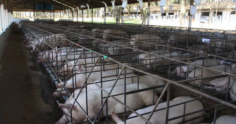Superbugs found in pork sold at Walmart stores in the US