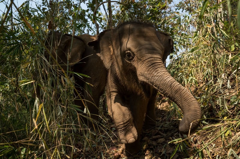 A lucky baby elephant who will never have to give rides