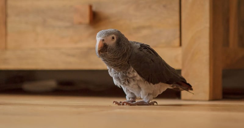 5 reasons not to buy an exotic pet