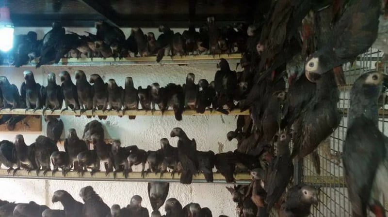 Poached African grey parrots smuggled on Turkish Airlines flights