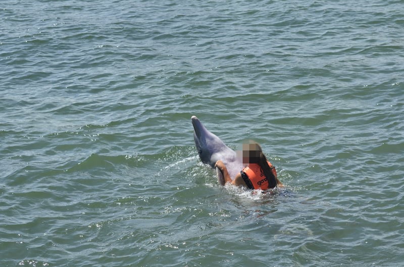 Captive dolphin suffering