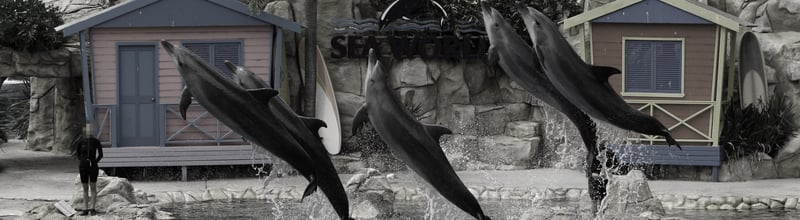 Dolphins performing at Sea World on the Gold Coast