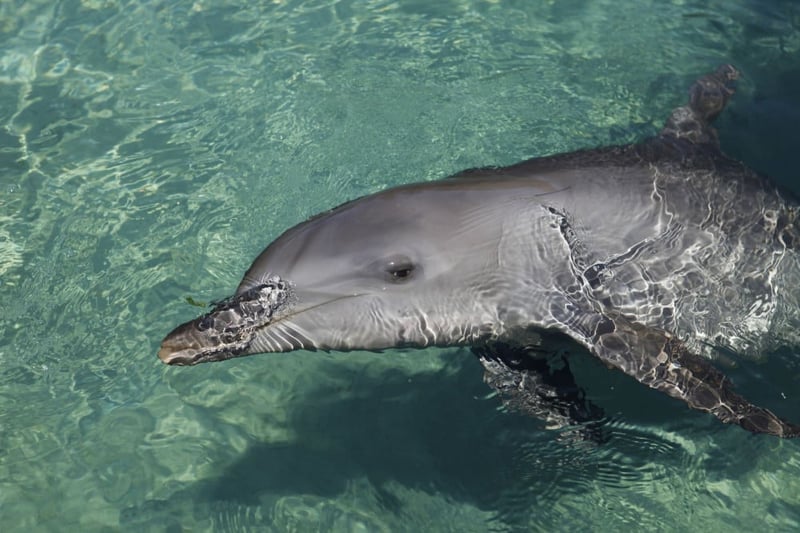 captive dolphin